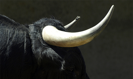 Bull