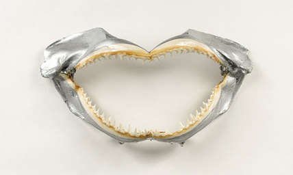 chrome shark jaw